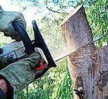 Best Emergency Tree Removal  in Kelseyville, CA