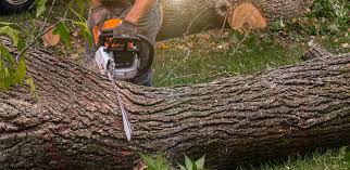 Best Lawn Grading and Leveling  in Kelseyville, CA