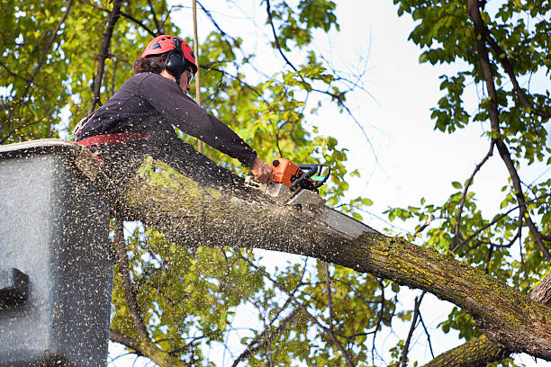 Best Utility Line Clearance  in Kelseyville, CA